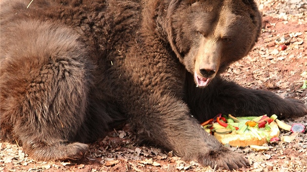 Jeden z medvd chomutovského zooparku ve výbhu, kam byl po zimním spánku nalákán na pamlsky.