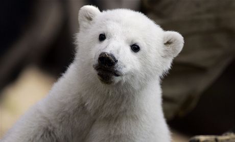 Lední medvd Knut v roce 2007