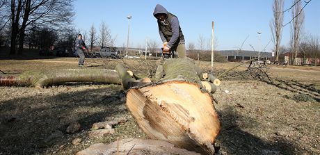 Dlníci kácejí stromy v míst budoucího napojení západního okruhu Plzn na Vojanovu ulici v plzeských Skvranech