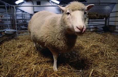 Prvním úspn naklonovaným zvíetem byla ovce Dolly.