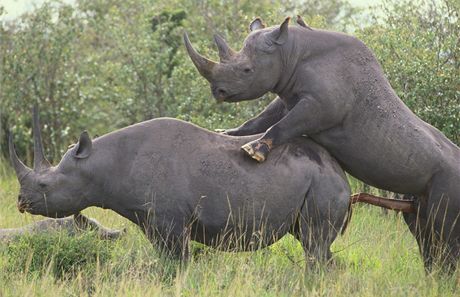Pen ernch nosoroc v Africe 