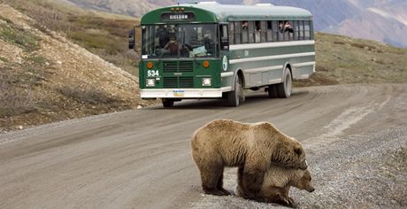 Pen medvd hndch na okraji silnice na Aljace doke zastavit i kyvadlov autobus. 