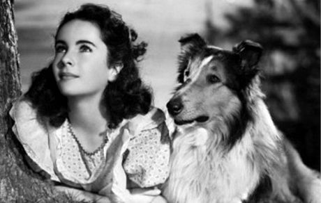 Elizabeth Taylorov ve filmu Lassie se vrac (1943)