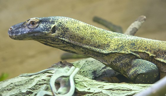 Varan komodský ve zrekonstruované expozici plzeské zoo