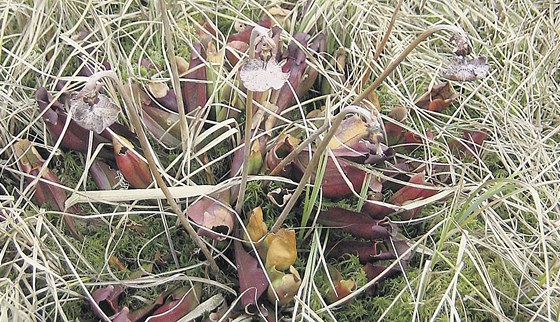 Exotická pirlice nachová byla objevena u rybníka ásník nedaleko Kiánek na Vysoin.