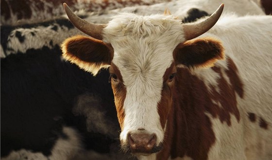 Krávy bhem trávení vyprodukují velké mnoství metanu. Ilustraní foto