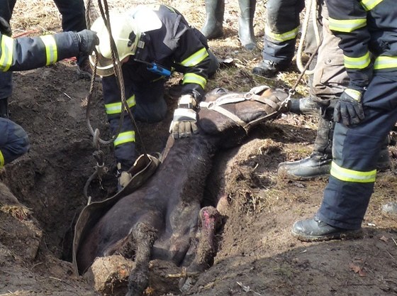 Hasii zachránili kon uvznného v jímce na Prostjovsku (ilustraní foto)