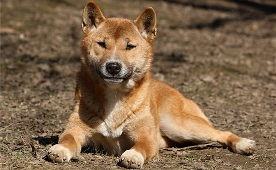 Pes novoguinejsk ve zlnsk zoo.