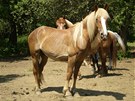 Na zámeckém statku na Vysoin chovají svých 12 koní, vnují se i koním zranným i týraným.