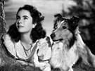 Elizabeth Taylorová ve filmu Lassie se vrací (1943)