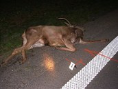 Na Hodonínsku srazil autobus jelena, zvíře na místě zemřelo, poškozené vozidlo museli odtáhnout.