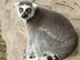 Lemur 