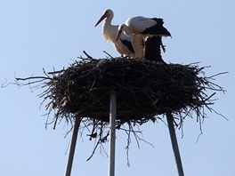 Ve Vcenicch u Nmt nad Oslavou si ji nkolik let buduje hnzdo pice, na kterou mstn volaj jmnem Bedich.