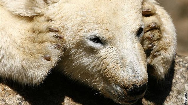 Lední medvd Knut loni v beznu.