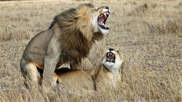 Páení lv se neobejde bez zvukové kulisy.