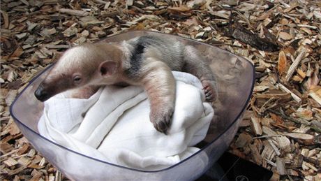 Nov prstek olomouck zoo na Svatm Kopeku, samika mravenenka typrstho. Ta je teprve tvrtm mldtem tohoto savce, kter se zde od roku 2003 narodilo.