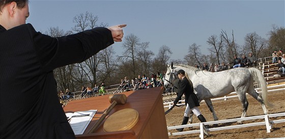 Draba koní v Kladrubech nad Labem