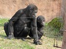 Brákové - Tatu s Kuburim - ve venkovním výbhu praských goril