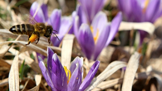 V Lanov na Vsetínsku roste vzácný a chránný afrán.