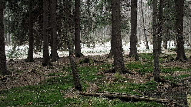 Kontrast smrkového lesa s mechovým porostem a blostného koberce bledulí v Králov zahrad upoutá kadého návtvníka.