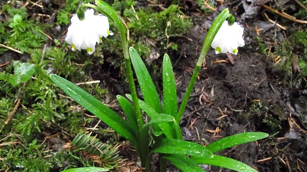 Bledulím nevadí ani jehlií a stín pod smrky. 