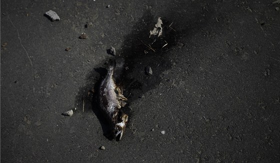 Hnijící ryba vyplavená tsunami hluboko do japonského vnitrozemí (5. dubna 2011)