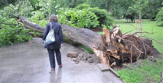 Vyvrácený vzrostlý strom v brnnských Luánkách