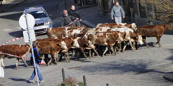 Mladé jalovice v ulicích Brandýsa nad Orlicí (8. dubna 2011)