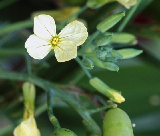 Kamejka lékaská (Lithospermum officinale)