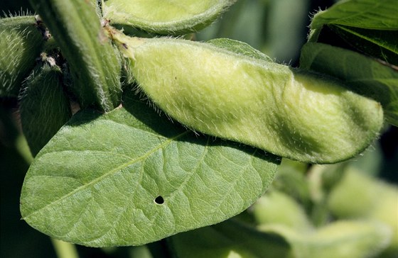 Sója lutinatá (Glycine soja)