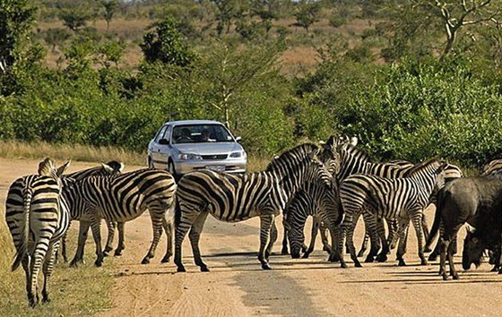 V Krugerov národním parku si vystaíte s vlastním autem i mapou.