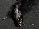 Hnijící ryba vyplavená tsunami hluboko do japonského vnitrozemí (5. dubna 2011)
