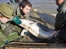 Rybi vodanskho vzkumnho centra vylovili jeseterovit ryby vetn vyz...