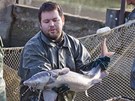 Rybi vodskho vyzkumnho centra vylovili jeseterovit ryby vetn vyz...