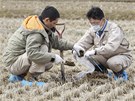 Japonci berou vzorky, aby zkontrolovali zamoenost pdy v prefektue Fukuima (31. bezna 2011)