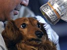 Japonci testují psa z prefektury Fukuima na radiaci poté, co se shledal se svým pánem (4. dubna 2011)
