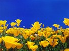 Sluncovka kalifornská (Eschscholtzia californica)