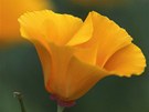 Sluncovka kalifornská (Eschscholtzia californica)