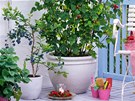 Kanadské borvky a dalí ovoce (jahody, maliny) mete pstovat i v nádobách na terase i na balkon 