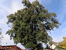 Lípa v Krnské ulici ve Kbelích (první památný strom na cyklotrase . 1 za...