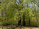 Na trase íslo 5 potkáme tyi památné buky, na fotografii je buk lesní v oboe Hvzda, který roste u Bevnovské brány.