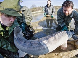 Rybi vodskho vyzkumnho centra vylovili jeseterovit ryby vetn vyz...