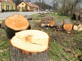 Pokcen stolet stromy rozltily obyvatele Valtic. Plnuj i petici.