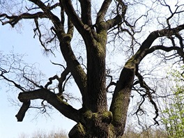 Hraniční dub Uhříněveského panství se zmiňuje v hraničním protokolu z roku 1662. Zastavení u stromu zpestří informační tabule.