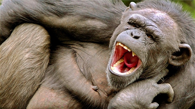 Zívající �impanz v n�mecké ZOO. Ilusta�ní snímek