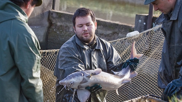 Rybáři vodňského vyýzkumného centra vylovili jeseterovité ryby včetně vyz...