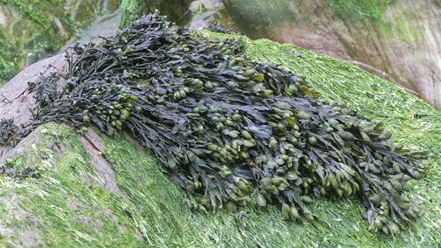 Chaluha bublinatá (Fucus vesiculosus)