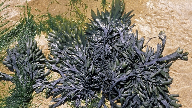 Chaluha bublinatá (Fucus vesiculosus)