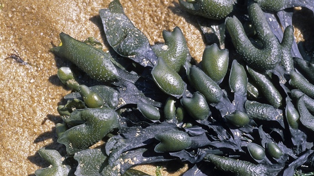 Chaluha bublinatá (Fucus vesiculosus)