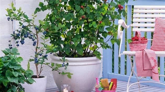 Kanadské borůvky a další ovoce (jahody, maliny) můžete pěstovat i v nádobách na terase či na balkoně 